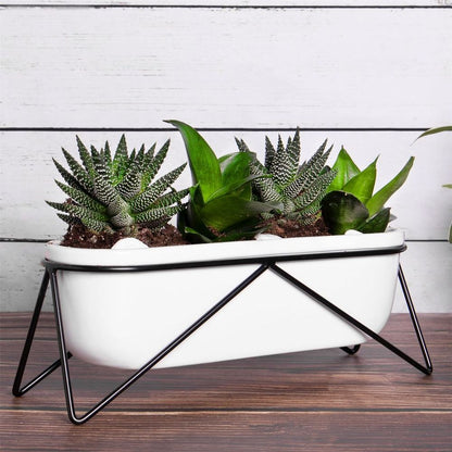 Oval Desktop Planter, Stylish and Compact