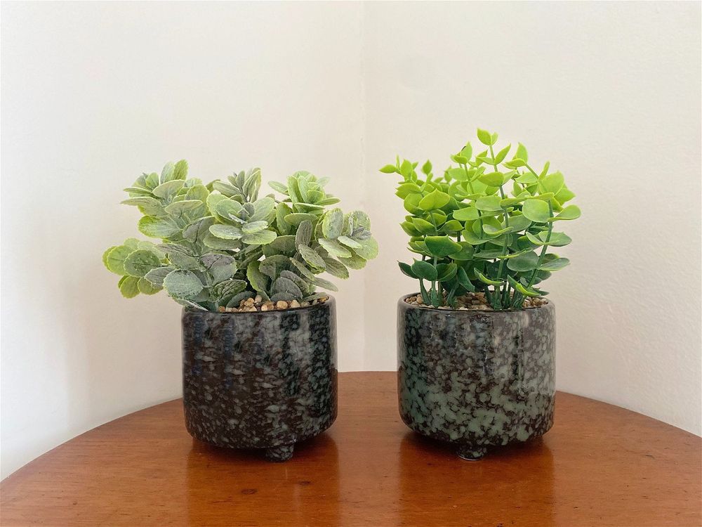 Set of 2 Succulent Plants in Glazed Pots, Stylish and Green