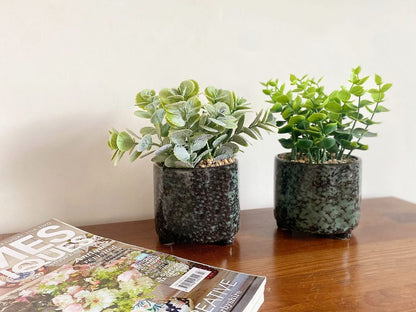 Set of 2 Succulent Plants in Glazed Pots, Stylish and Green