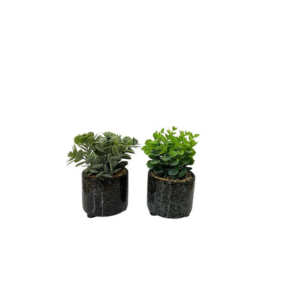 Set of 2 Succulent Plants in Glazed Pots, Stylish and Green