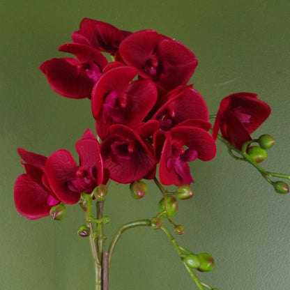 50cm Artificial Phalaenopsis Orchid in Dark Red with Gold Pot