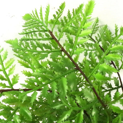 30cm Artificial Southern Wood Fern in Pot, Lush and Green